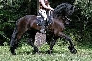 View Friesian horse purchasing details for Ivan