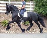 View Friesian horse purchasing details for Karel fan'e Goengamiede