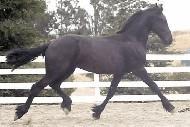 View Friesian horse purchasing details for Numero UNO
