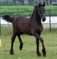 View Friesian horse purchasing details for Zepke