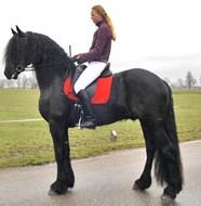 View Friesian horse purchasing details for Daen