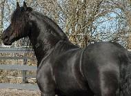 View Friesian horse purchasing details for Dawg - STER