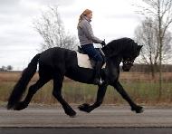 View Friesian horse purchasing details for Diederik