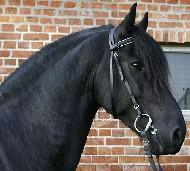 View Friesian horse purchasing details for Doeke