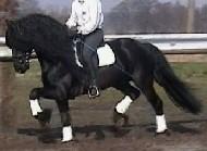 View Friesian horse purchasing details for Dytmer