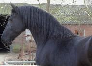 View Friesian horse purchasing details for Ealowna