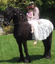 View Friesian horse purchasing details for Elan