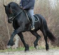 View Friesian horse purchasing details for ELDERT