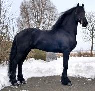 View Friesian horse purchasing details for Eelke
