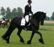View Friesian horse purchasing details for Elle -STER
