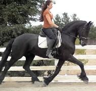 View Friesian horse purchasing details for Erik