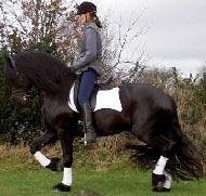 View Friesian horse purchasing details for Erwin