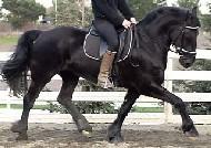 View Friesian horse purchasing details for Estee'