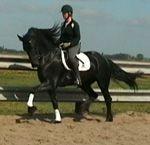 View Friesian horse purchasing details for Evelien