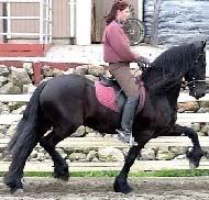 View Friesian horse purchasing details for Falko