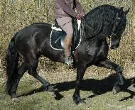 View Friesian horse purchasing details for Faemkje