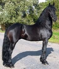View Friesian horse purchasing details for Fedi STER