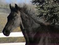 View Friesian horse purchasing details for Firenze