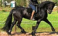 View Friesian horse purchasing details for Florencia
