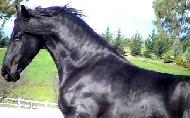 View Friesian horse purchasing details for Franke