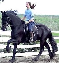 View Friesian horse purchasing details for Frans