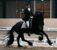 View Friesian horse purchasing details for Maarten