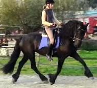 View Friesian horse purchasing details for Frya