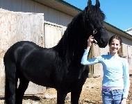 View Friesian horse purchasing details for Gandolf