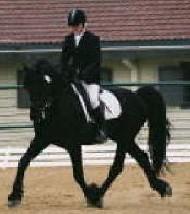 View Friesian horse purchasing details for Gauke