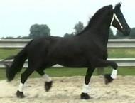 View Friesian horse purchasing details for Gaukje