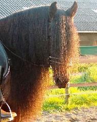 View Friesian horse purchasing details for Goldi