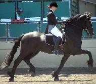 View Friesian horse purchasing details for Gypsy