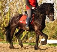 View Friesian horse purchasing details for Harm
