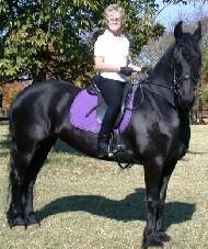 View Friesian horse purchasing details for HEIDI