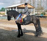 View Friesian horse purchasing details for Hedzer