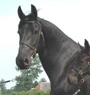 View Friesian horse purchasing details for Hendrikje