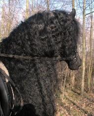 View Friesian horse purchasing details for HERMES