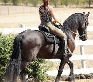 View Friesian horse purchasing details for Hessel BSF