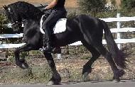View Friesian horse purchasing details for Ickerus