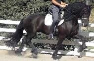 View Friesian horse purchasing details for Imke