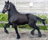 View Friesian horse purchasing details for Jagoro