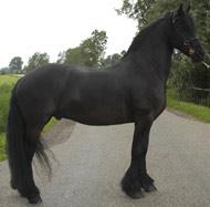 View Friesian horse purchasing details for Jeen