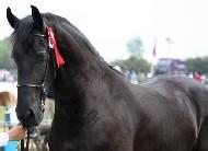 View Friesian horse purchasing details for Jelle