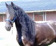 View Friesian horse purchasing details for Cimmaron
