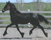 View Friesian horse purchasing details for Jeltsje S.