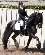 View Friesian horse purchasing details for Jimte fan Galinga State