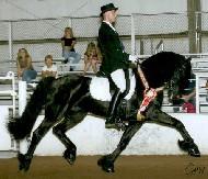 View Friesian horse purchasing details for Jip