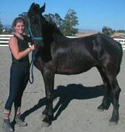 View Friesian horse purchasing details for Jupiter