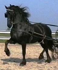 View Friesian horse purchasing details for Kenzie