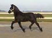 View Friesian horse purchasing details for Kix